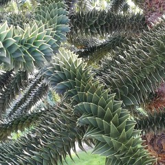 Coração de Jade (2015)