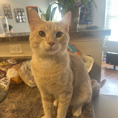 Space Oddity BSM Initial