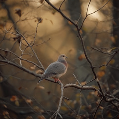Smooth Birds (Jazz Relax with Birds)