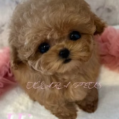 Micro Teacup Poodle Puppies for Sale Arizona | TIARA PETS