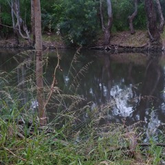 Underwater in Tocumwal creek, Hydrophone recording