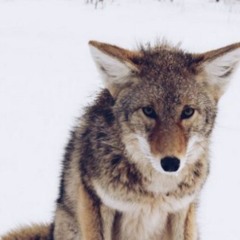 #blue // ✩ zaphkiel