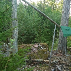 Early autumn in boreal forest