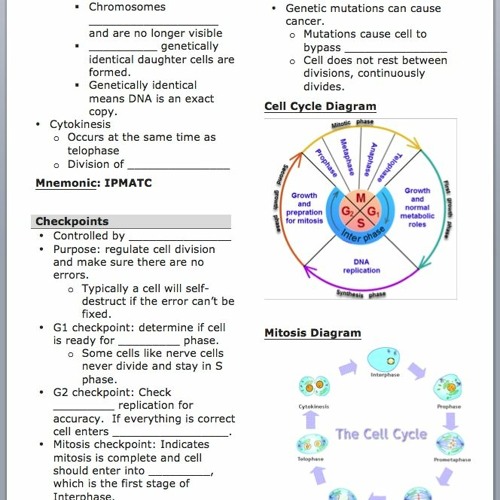 stream-mitosis-and-cancer-worksheet-answer-key-hot-from-matthew