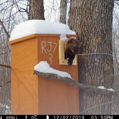 Stream Fisher Population Continues To Decline Across Superior National