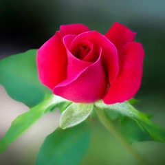 Lili Marlene (cover)