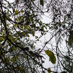 Quadcopter (First Summation)