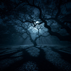 Shadows in the Moonlight