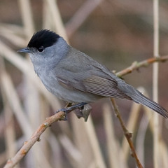 Blackcap mimicking Robin or Robin mimicking Blackcap?