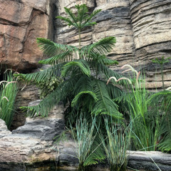 A Living Tree