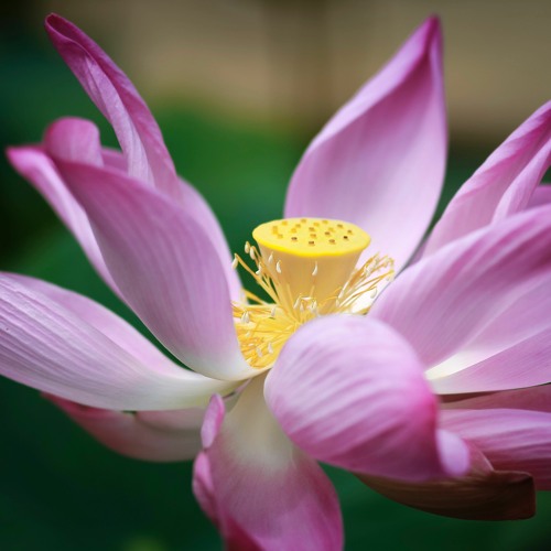 idematoa - Triumph revisited [Marco Lucchi - oeuvre originale]