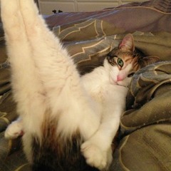 Kitty After Dark - Electro House Mix