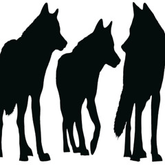 coyotes @sur6ery