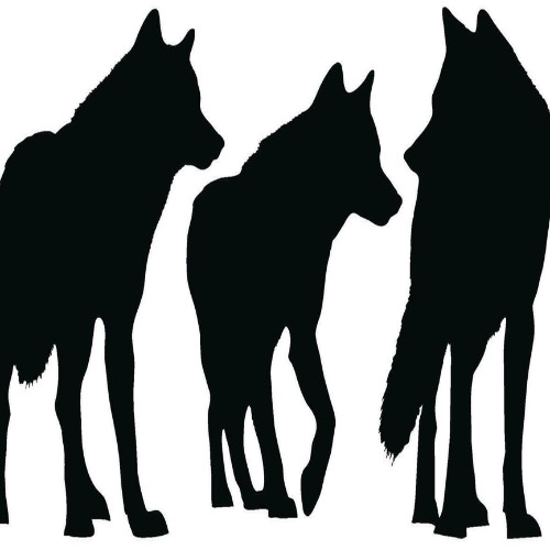 coyotes @sur6ery