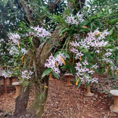 03.03.2022 - Cap. X - Bem Aventurados os Misericordiosos - Reconciliar-se com os Adversários (10)