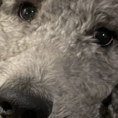 Dawg Bite(rgh)