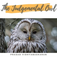 The Judgemental Owl