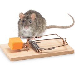 kinda like a rat 🐀 #kms