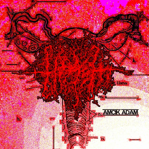 AMCIK ADAM BY TIRASH