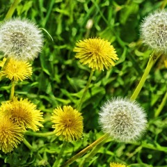 A Dandelion