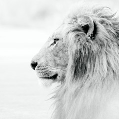 No Fear
