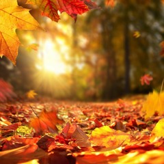 Autumn Leaves Mix