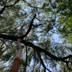 Among the Trees