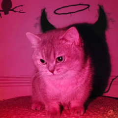 Kitty [EXPERIMENTAL/POP]