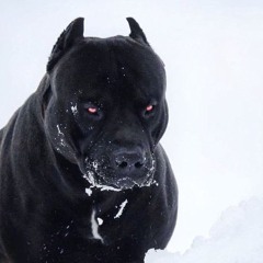 Animals On The Loose