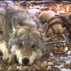 ВолчьяЛовушка [808 Mafia, Cassius Jay]