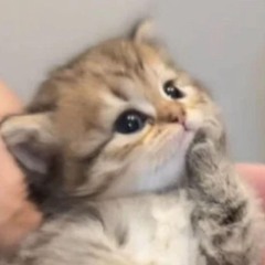 Coffee Drinker - Rain