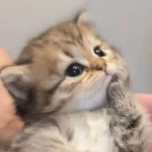 Coffee Drinker - Rain