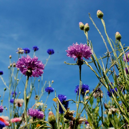 Cleanse your soul. (connect with nature)