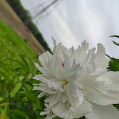 self-approved-deception