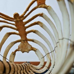 Die Rippen-Wirbelgelenke befreien.MP3