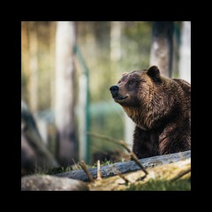 Bärenkutte Kutsche (feat. Lias)