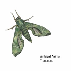 PRÉMIÈRE: Ambient Animal - Rituals Of Believe [sama recordings]