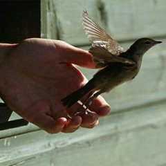 طوبى لطيرٍ ليسَ مقصوصَ الجناح