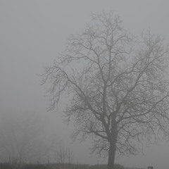 rain dripping in the silence of the night