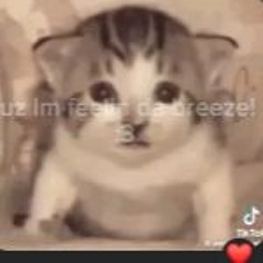 A Silly Playlist For Silly Cat People