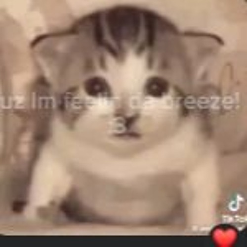 A Silly Playlist For Silly Cat People
