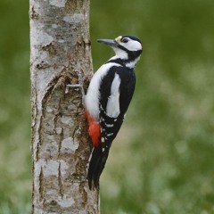 Woodpeckers From A Rainy Hide 240324