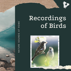 Magpie