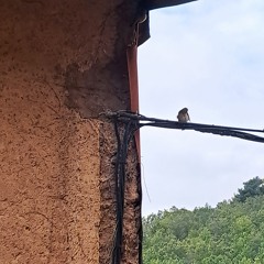 compo20231022 (Pardal)