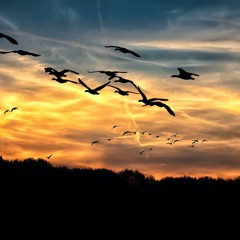 Wild Geese (for baritone and choir)