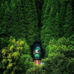 Japanese forest