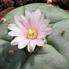 62. A la montaña - Amaru  (Vision)