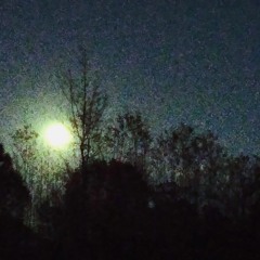 The Moon Followed Me Home