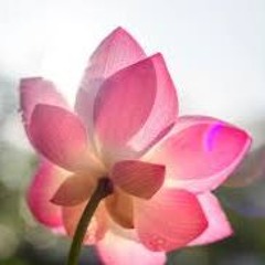 HYPNOSIS111 AND BENI - BLOSSOM