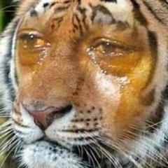 studies /take fkn THREE/